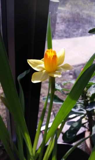 465 daffodil 3
